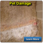 PET DAMAGE